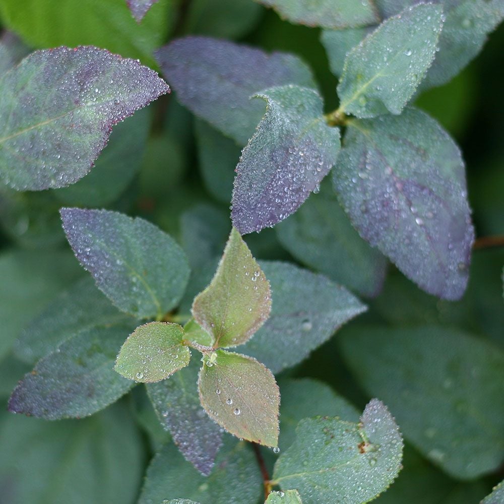 Spiraea japonica Double Play® Blue Kazoo®