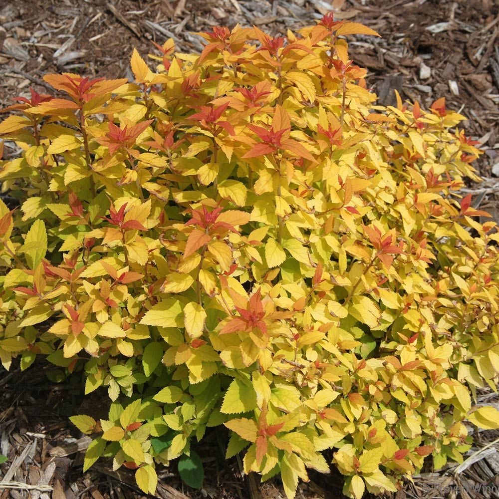 Spiraea japonica Double Play® Candy Corn®