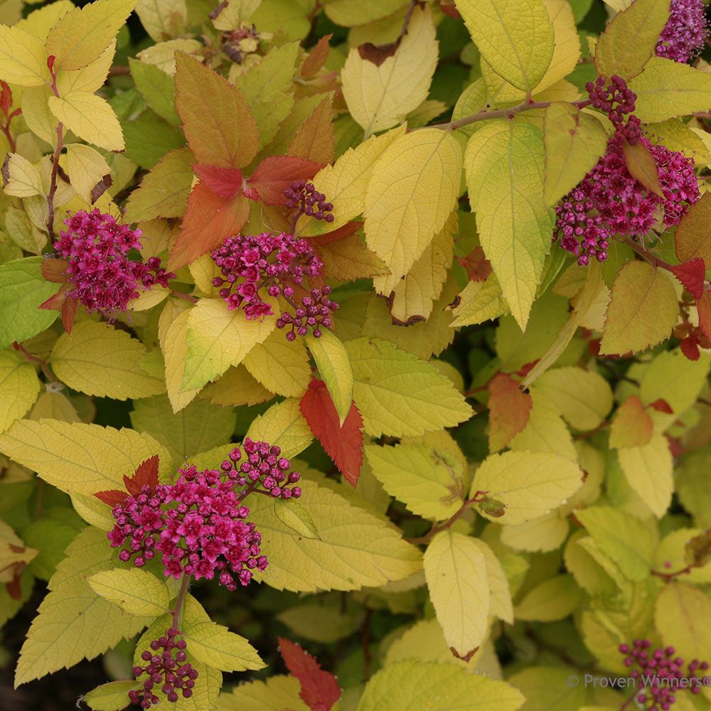 Spiraea japonica Double Play® Candy Corn® | White Flower Farm