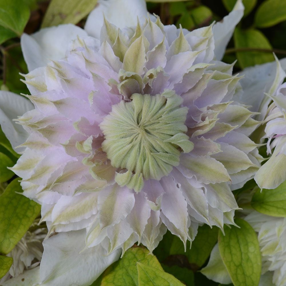 Clematis 'Moonglow'