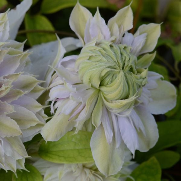 Clematis 'Moonglow' White Flower Farm