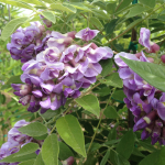  Wisteria frutescens 'Amethyst Falls'