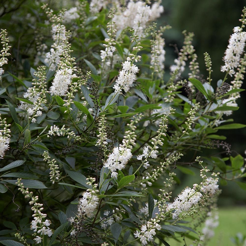 Clethra alnifolia 'Ann's Bouquet'