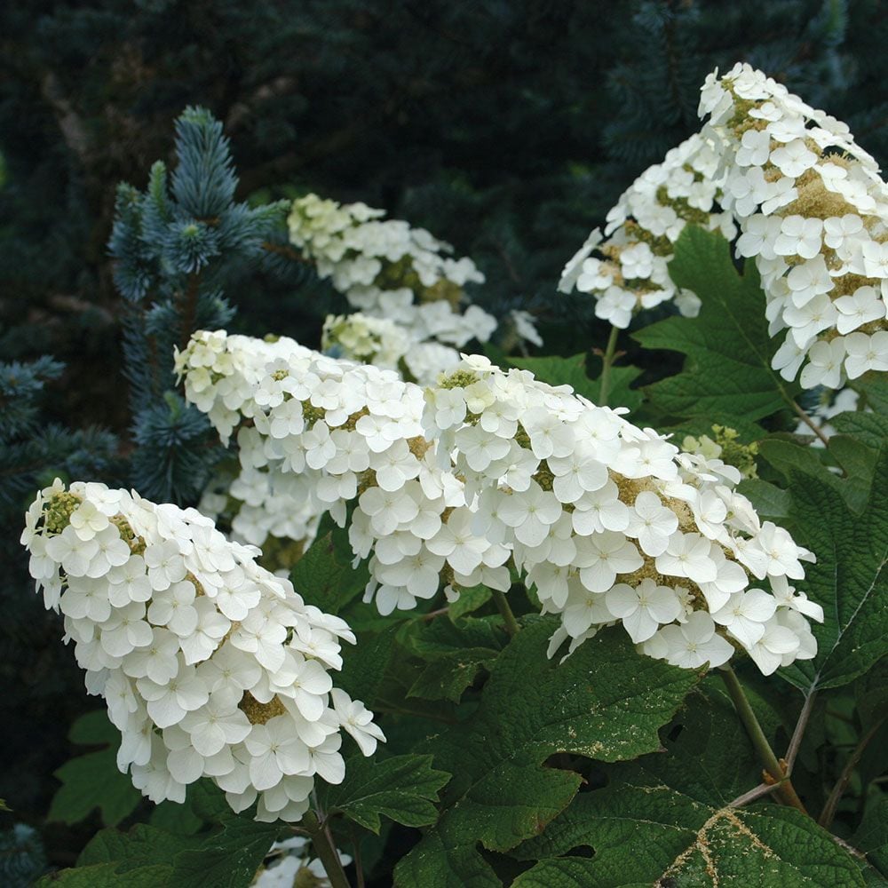 Hydrangea quercifolia 'Snow Queen'