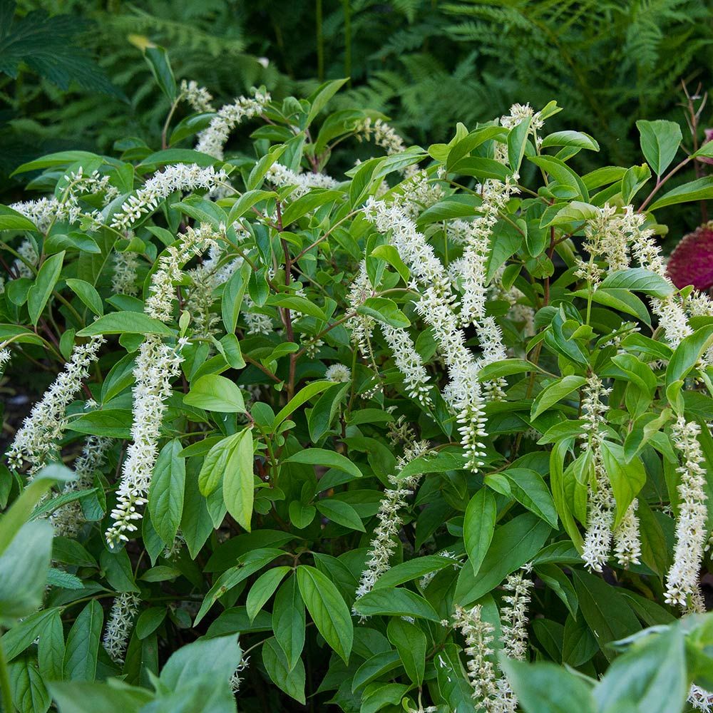 Image of Astilbe companion plant for Henry's Garnet Sweetspire