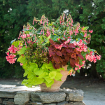  Hummingbird Container Garden