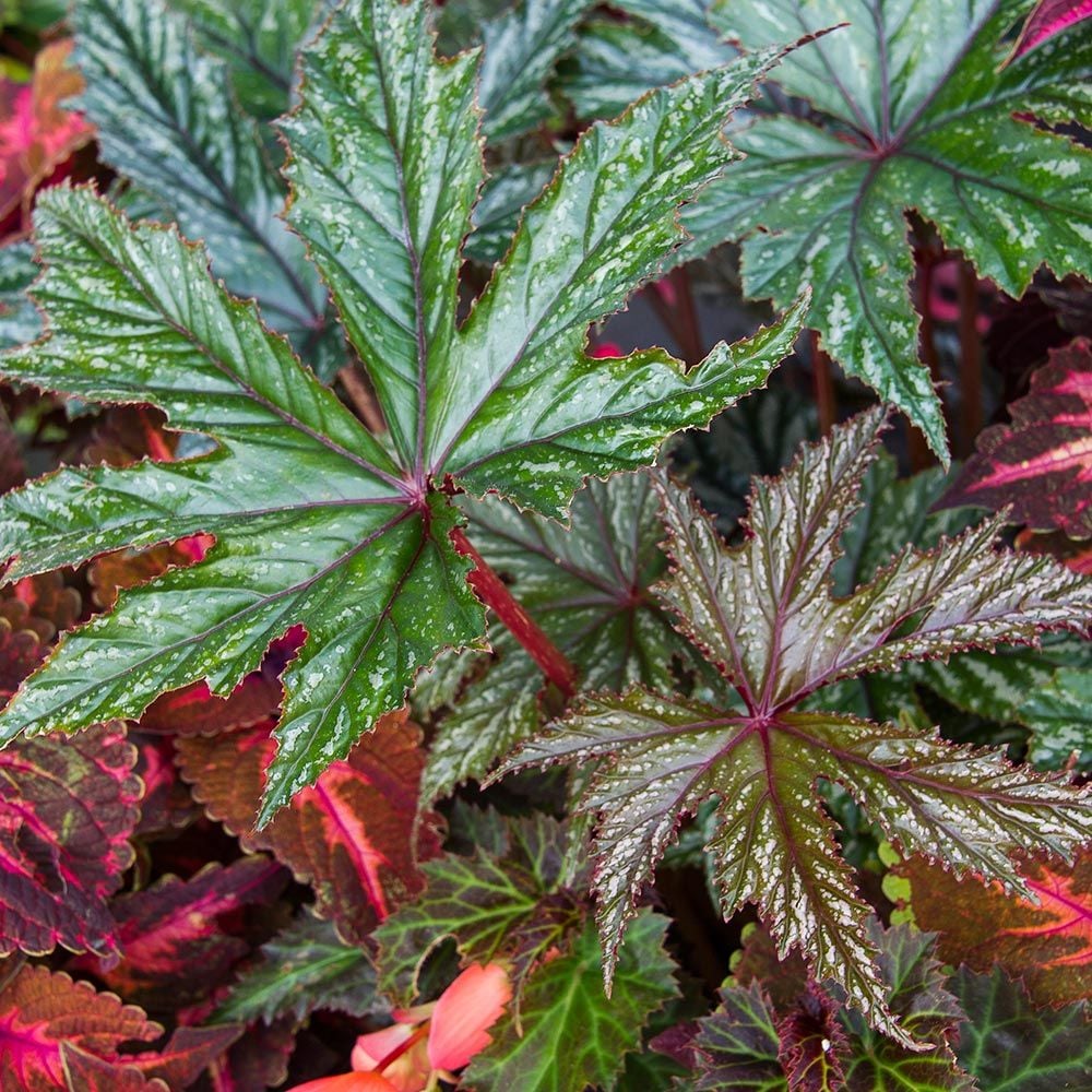 Begonia 'Gryphon'