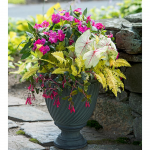  Spotlight in the Shade Container Garden