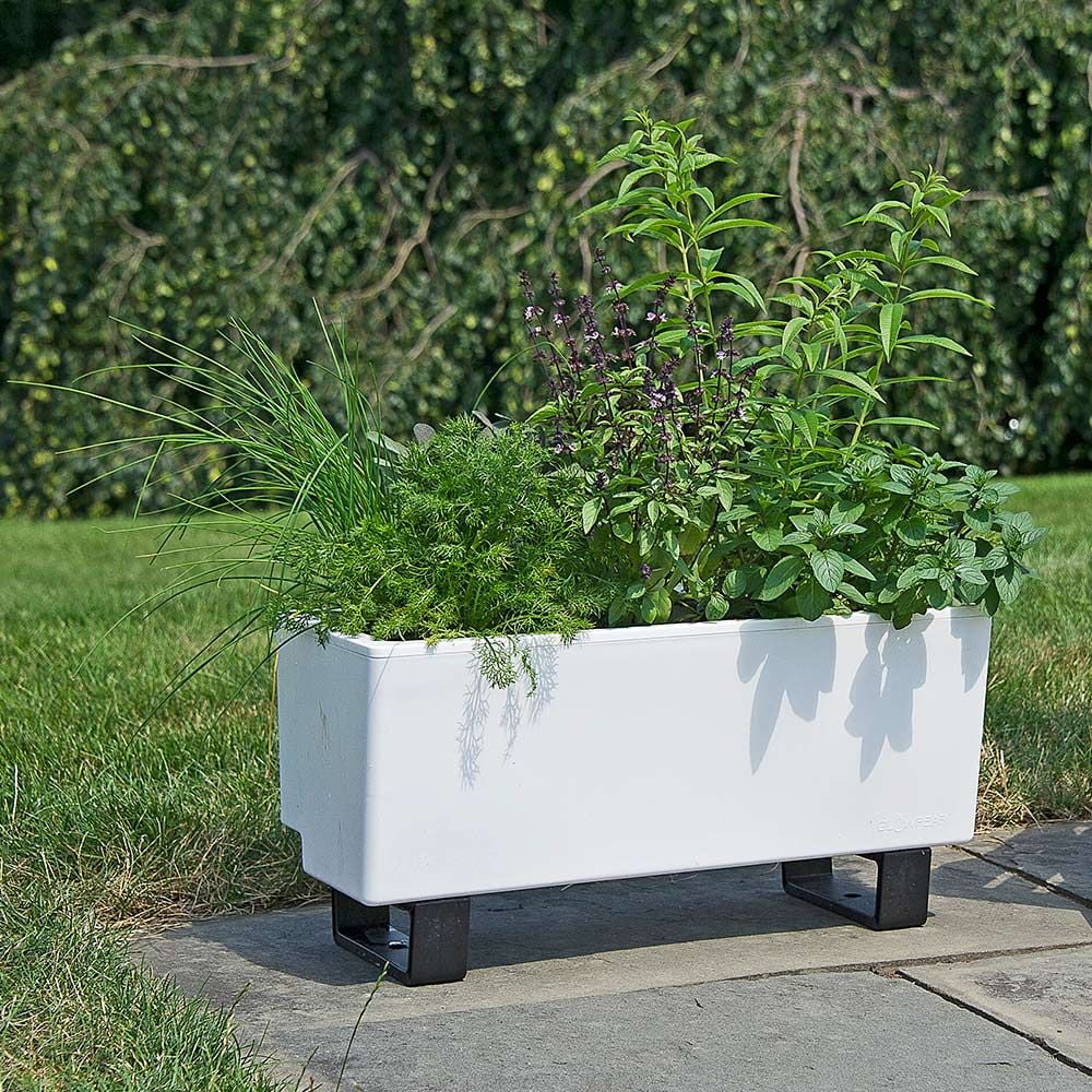 SelfWatering Planter Box White Flower Farm