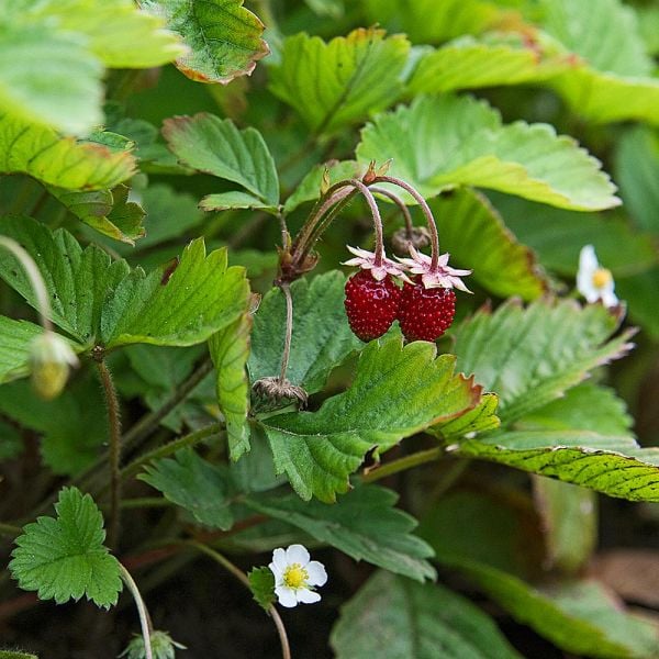 Strawberry 'Red Wonder' White Flower Farm