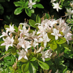  Rhododendron viscosum, Swamp Azalea