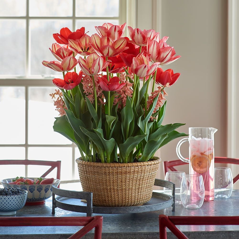 Spring Break Bulb Garden in large Nantucket basket