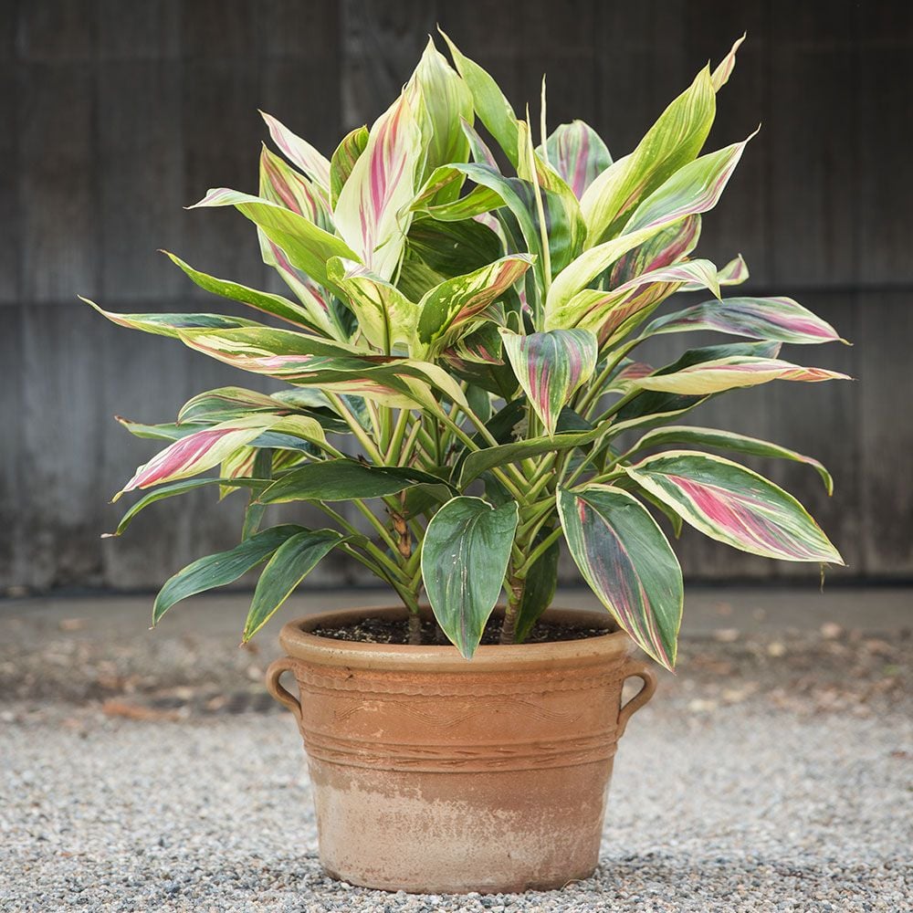 Cordyline Exotica