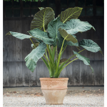  Alocasia Regal Shields