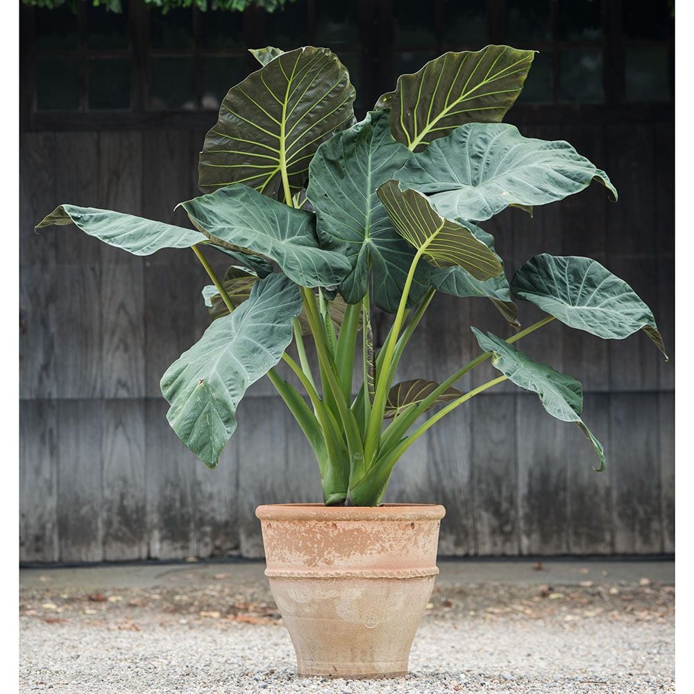 Alocasia Regal Shields