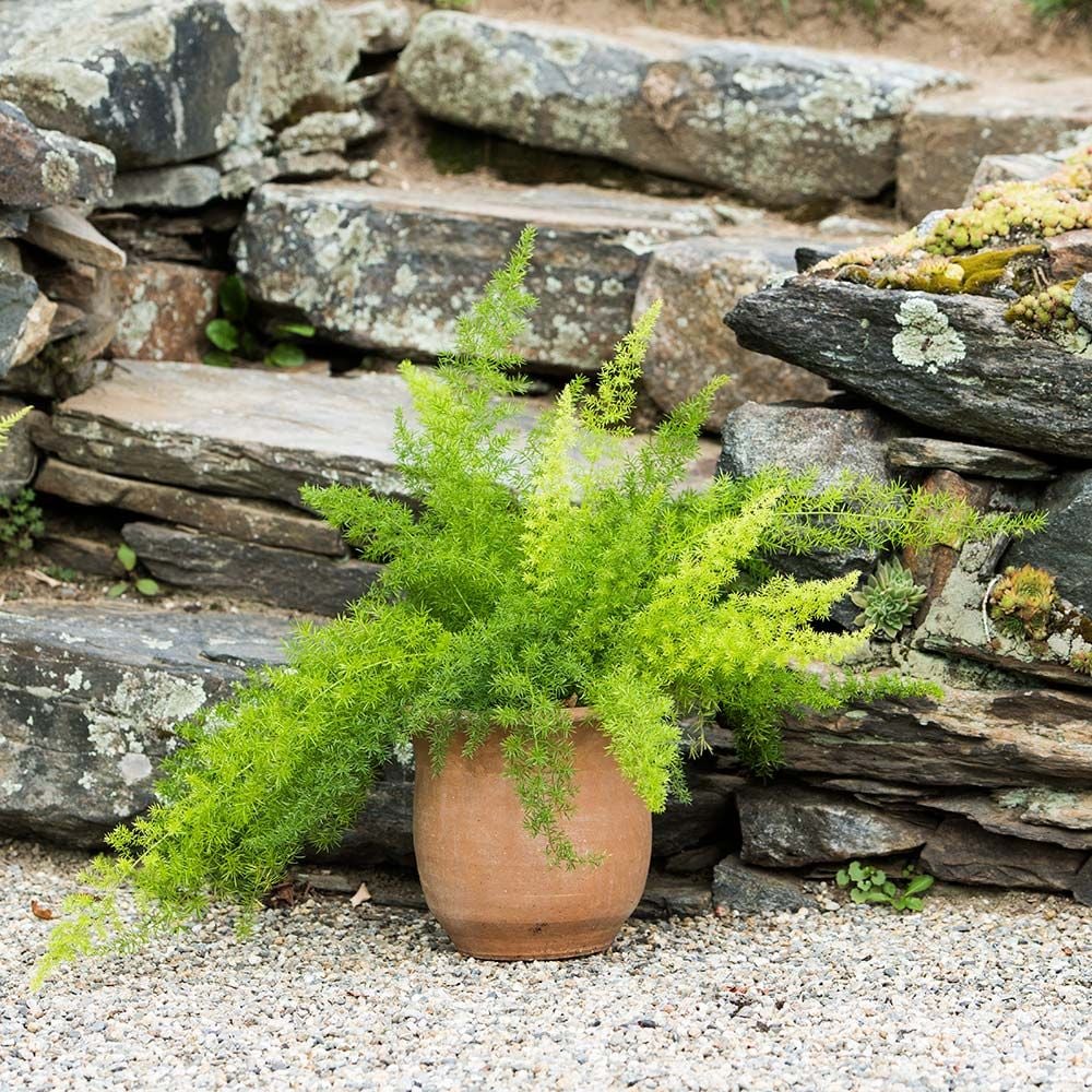 Foxtail Fern