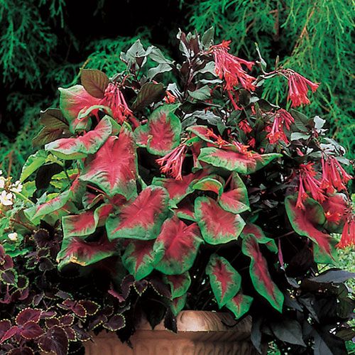 Caladium 'Freida Hemple' | White Flower Farm