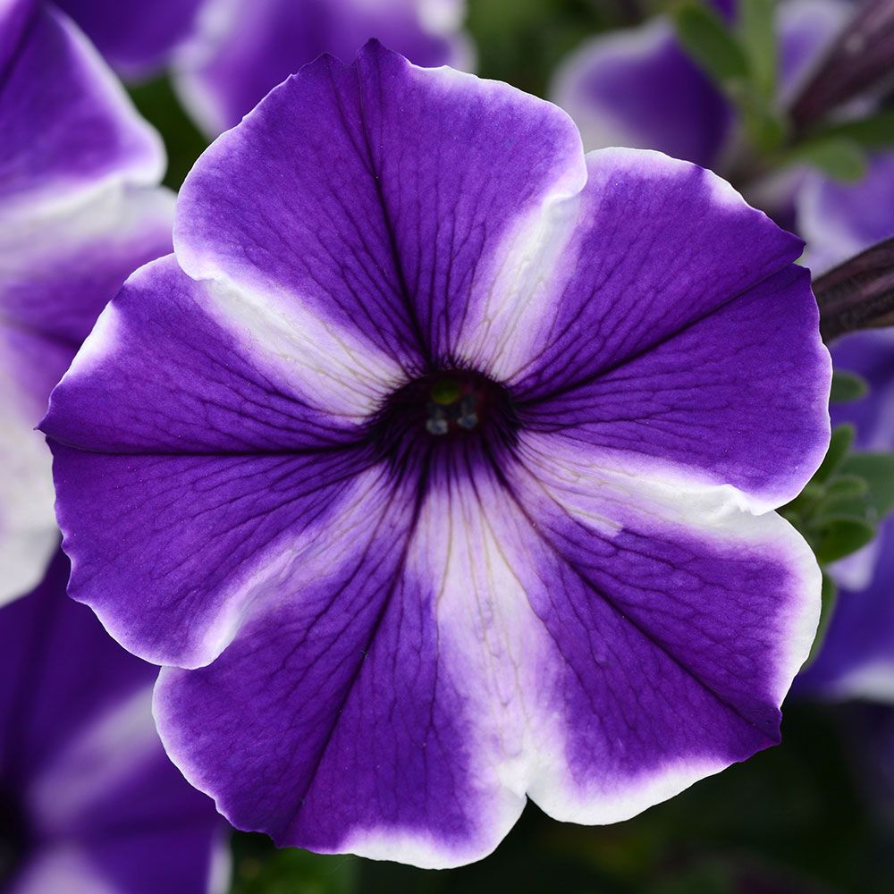 Petunia ColorBlitz™ Blue Stardust