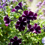 Petunia Supertunia® Picasso in Purple™ | White Flower Farm