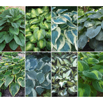  World of Hosta Collection