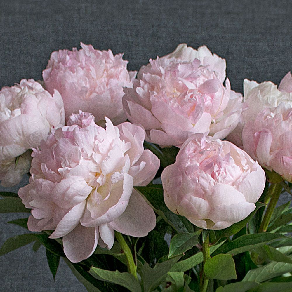 Mixed Peony Bouquet White Flower Farm