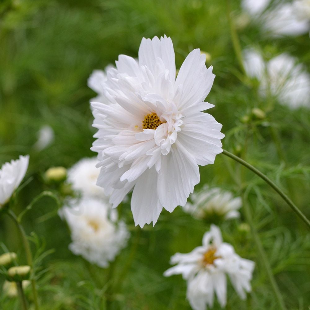 Cosmos bipinnatus 'Double Click Snow Puff'