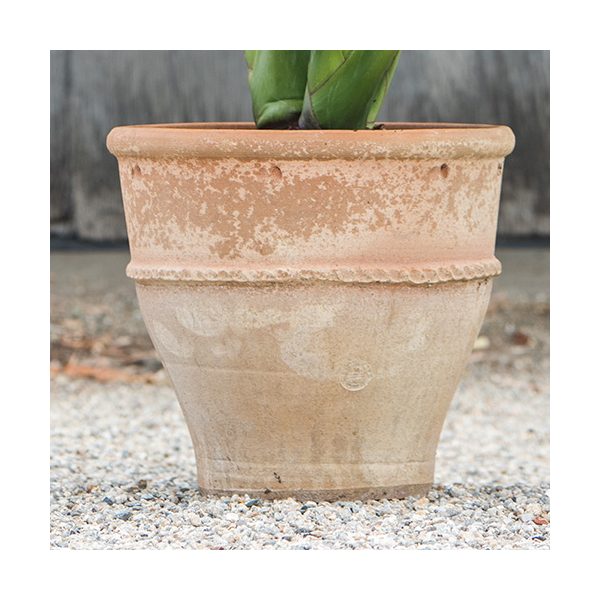 Alocasia Regal Shields White Flower Farm