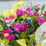  Impatiens Sun Harmony™ Vivid Pink