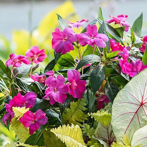 Impatiens Sun Harmony™ Vivid Pink