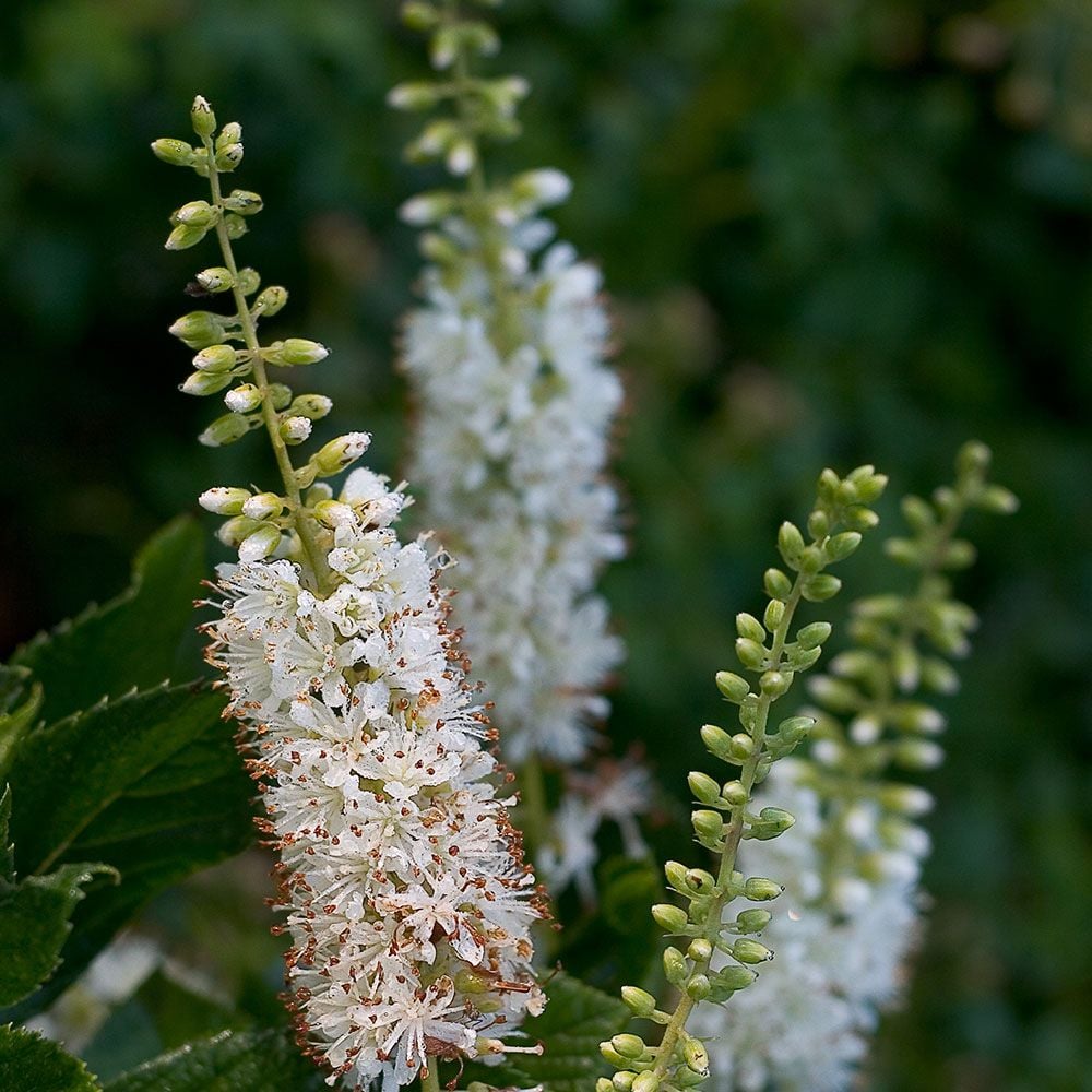 Shrubs for Wet Spaces