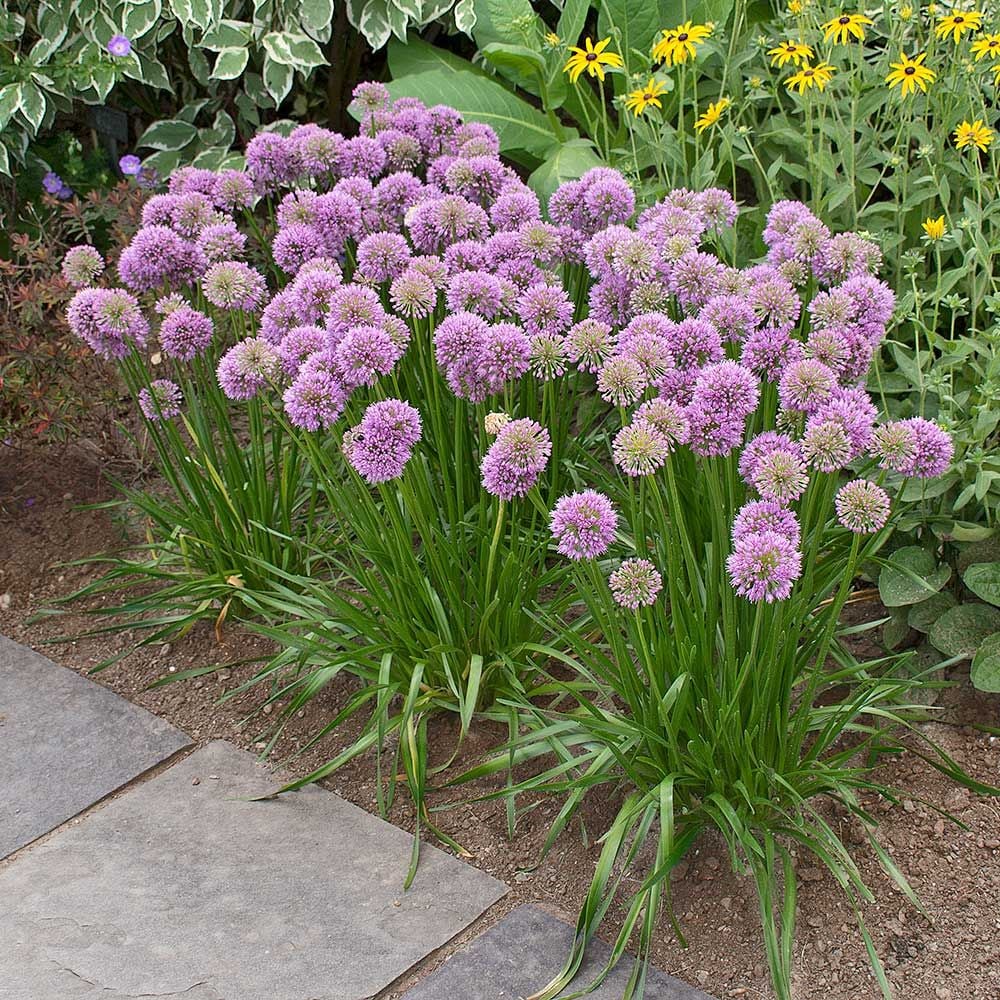 Allium Millenium Allium Flowers Container Gardening Flowers Hydrangea And Lavender Landscaping