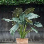  Alocasia 'Regal Shields'
