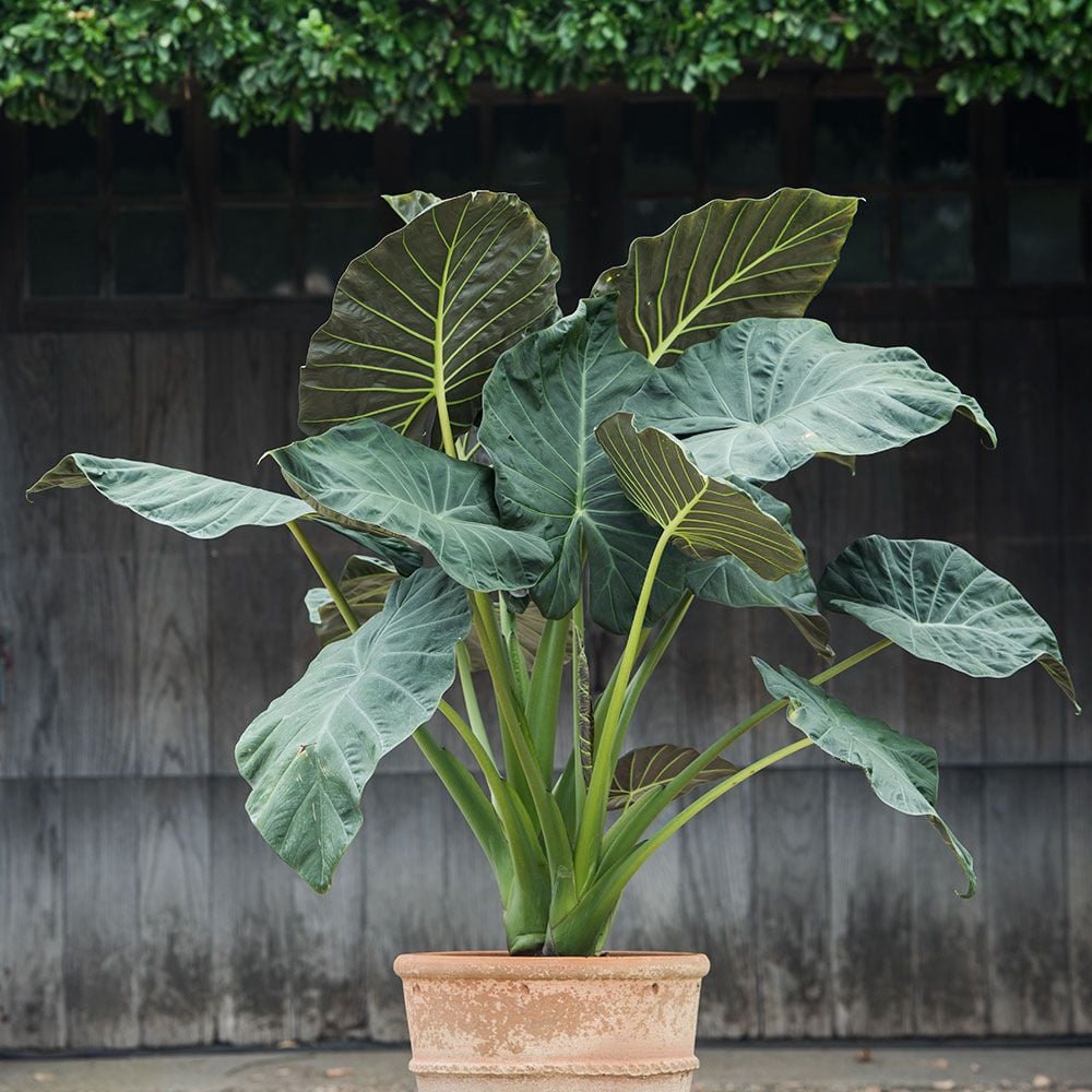 Alocasia 'Regal Shields'
