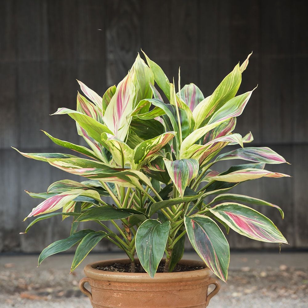 Cordyline Exotica