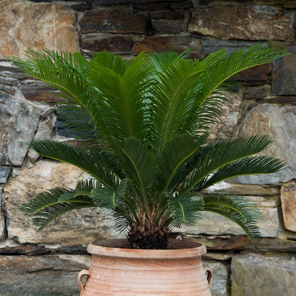 King Sago Palm | White Flower Farm