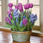  Spring Sonata Bulb Collection, 36 bulbs in large metal cachepot