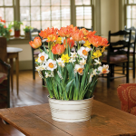  Apricot Marmalade Bulb Garden in large metal cachepot