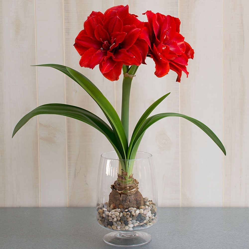 Amaryllis Cherry Nymph, one bulb in footed glass vase White Flower Farm