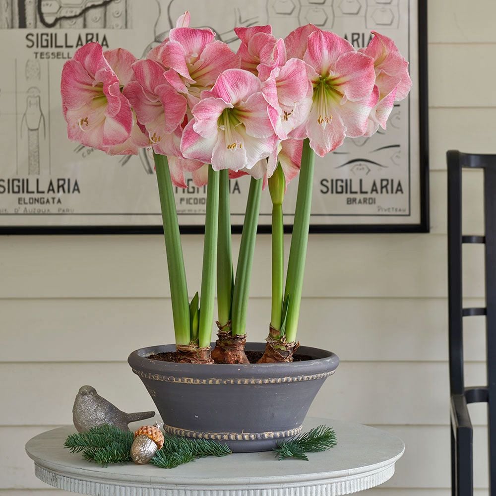 Amaryllis 'Caprice'