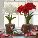  Amaryllis Nymph Duo, two bulbs in woven baskets