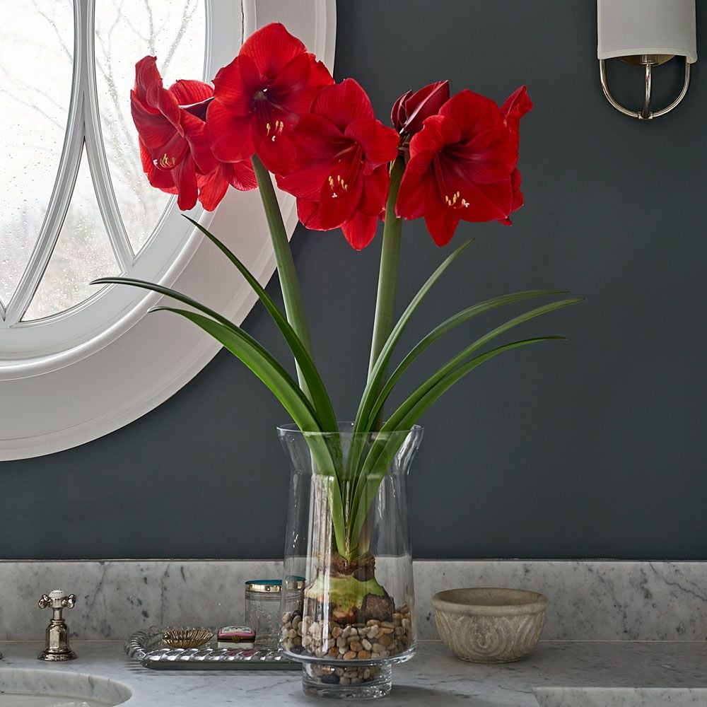 Amaryllis 'Red Label'