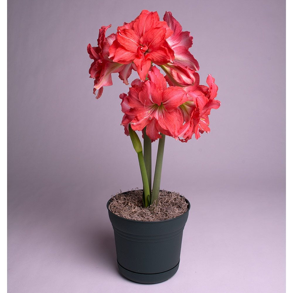 Amaryllis Ballerina®, one bulb in a nursery pot