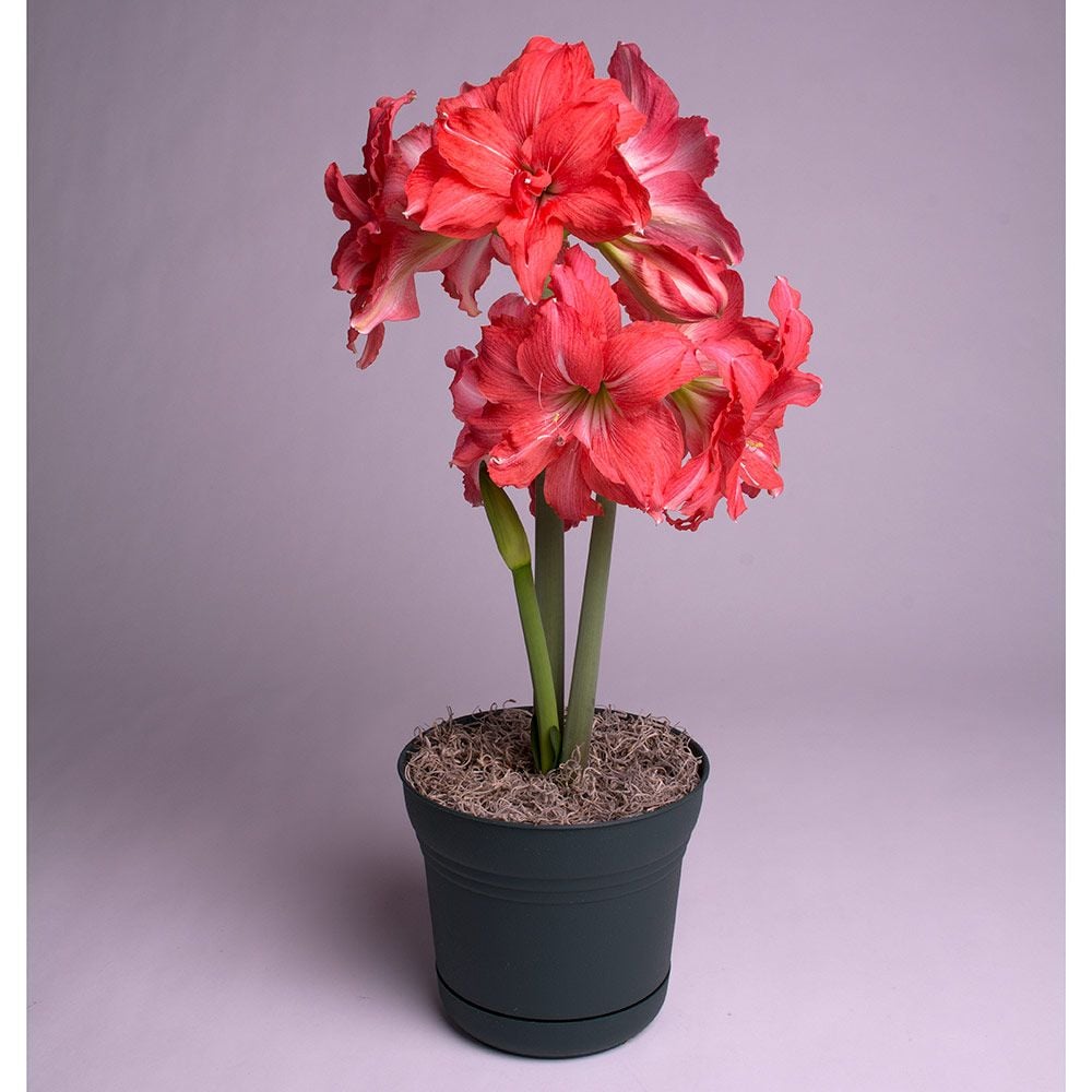 Amaryllis Ballerina®, one bulb in a nursery pot