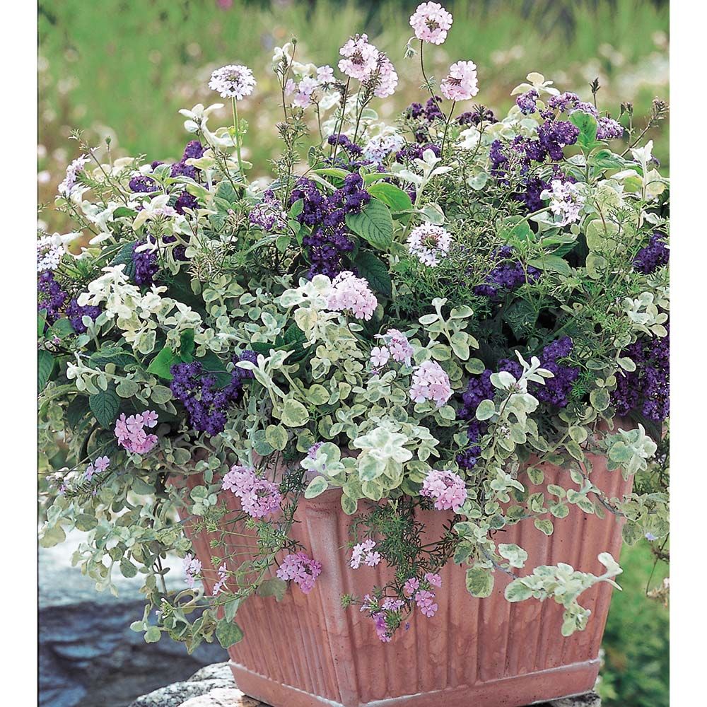 Pastel Patio Annual Collection 6 plants White Flower Farm