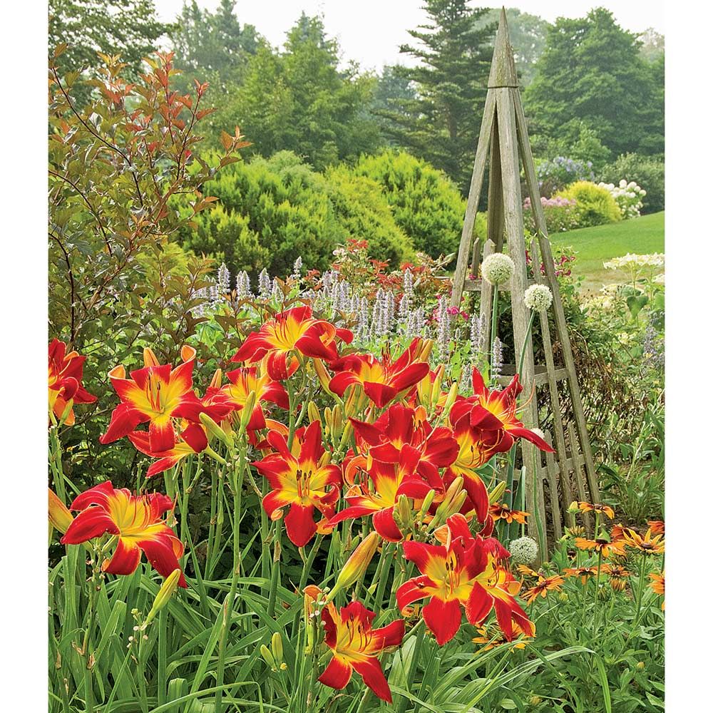 Hemerocallis (Daylily) 'All American Chief' White Flower Farm