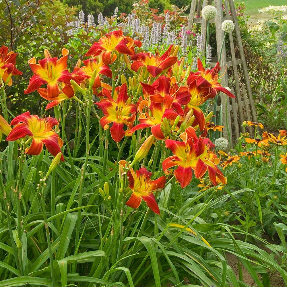 Hemerocallis (Daylily) All American Chief White Flower Farm