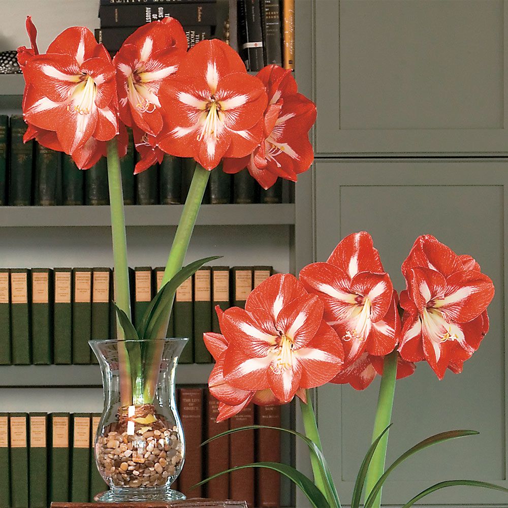 Amaryllis Stargazer, 1 bulb, 11 1/2" hurricane vase, river pebbles