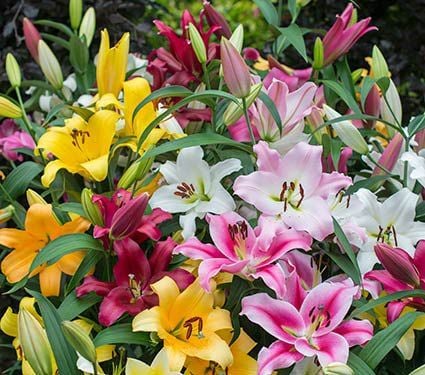 Lilies, All Types & Varieties | White Flower Farm