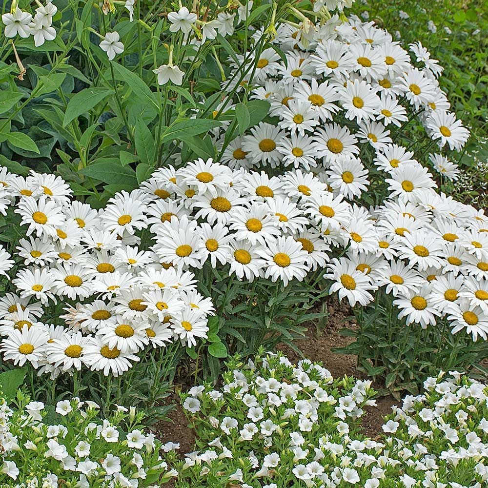 Shasta Daisy White Flower Farm