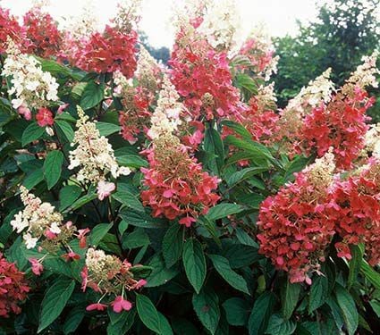 Zone 5 Shrubs Vines White Flower Farm